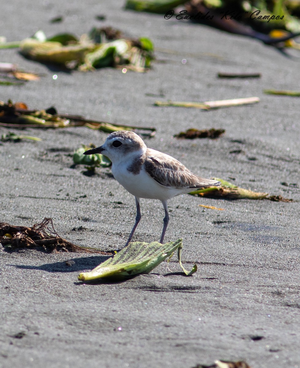 Snowy Plover - ML623901396