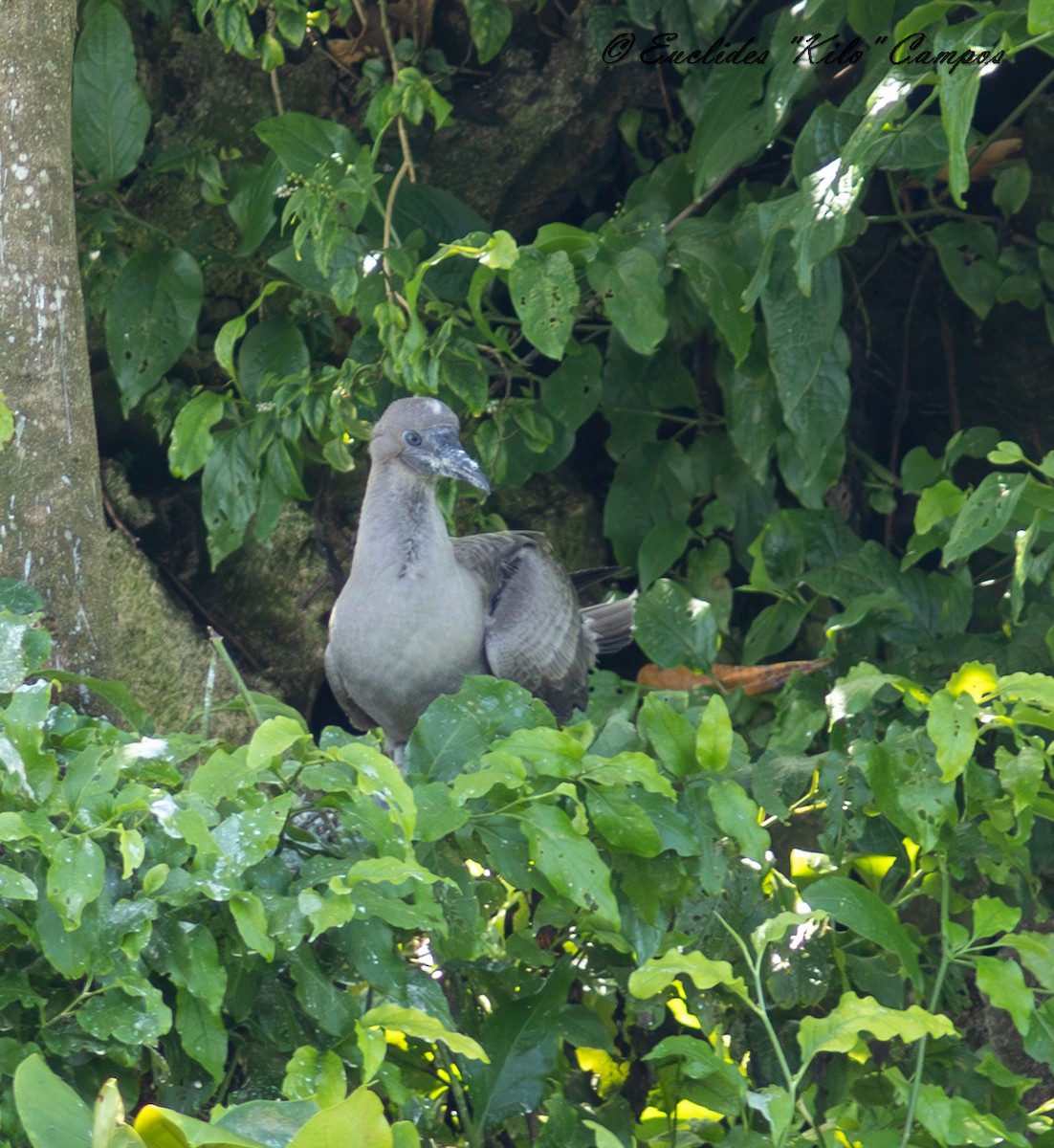 Red-footed Booby - ML623901423