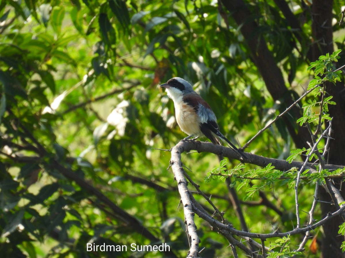 Bay-backed Shrike - Sumedhbodhi Waghmare