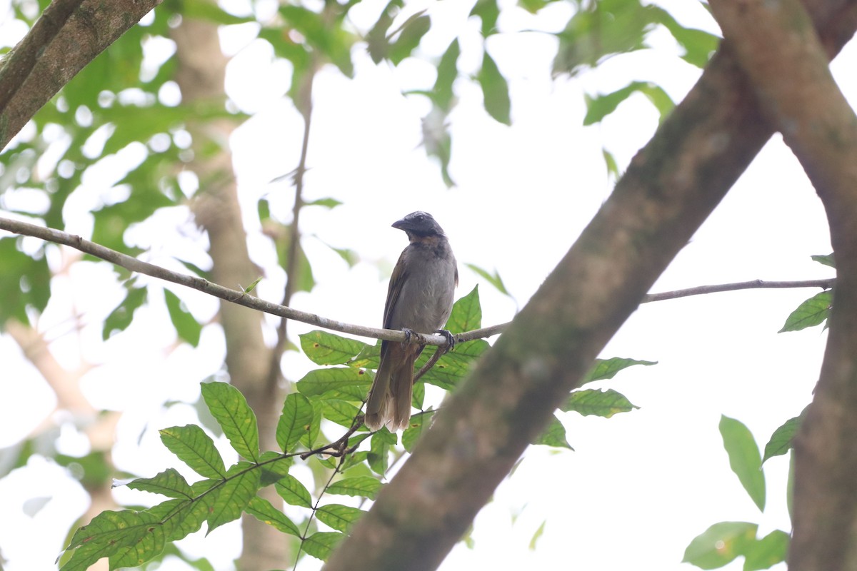 Buff-throated Saltator - ML623901427