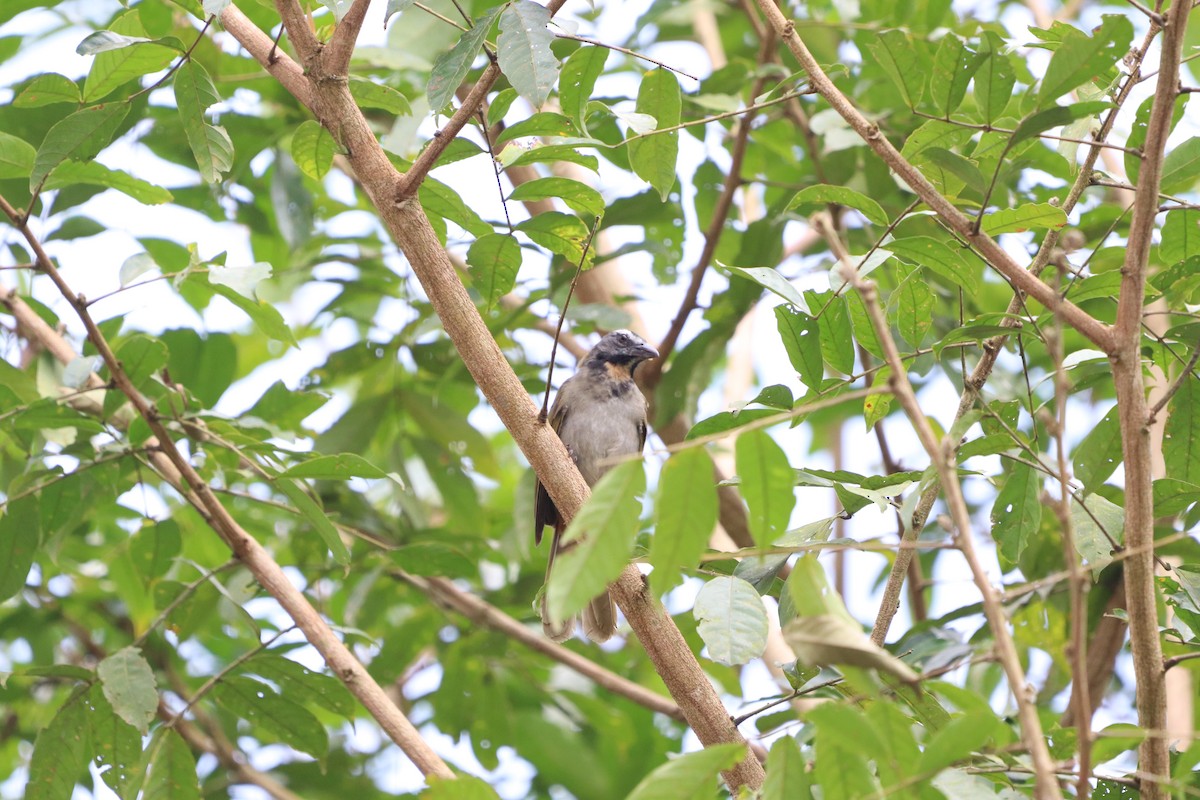 Buff-throated Saltator - ML623901428