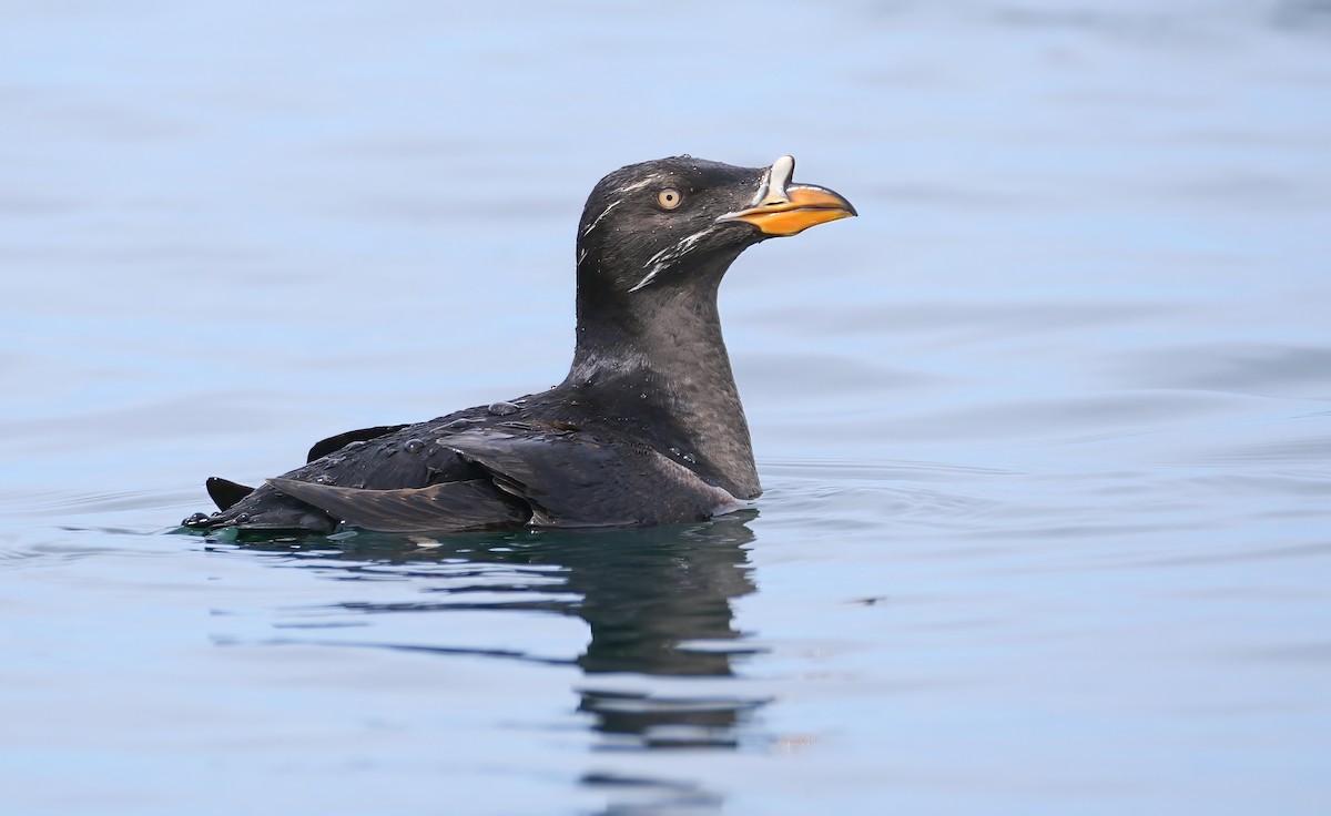 Rhinoceros Auklet - ML623901431