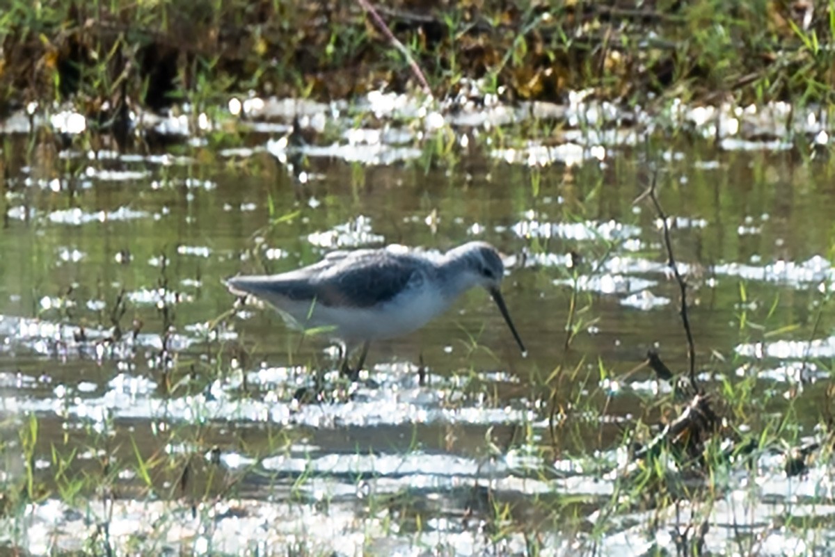 Marsh Sandpiper - ML623901448