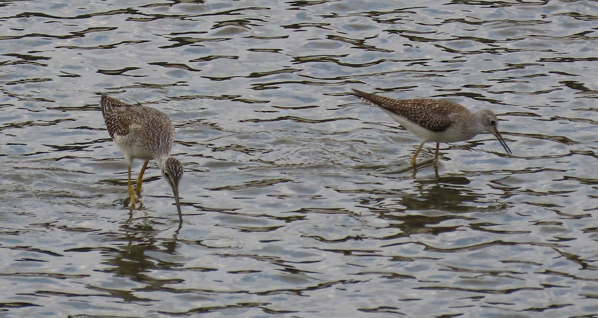 gulbeinsnipe - ML623901453