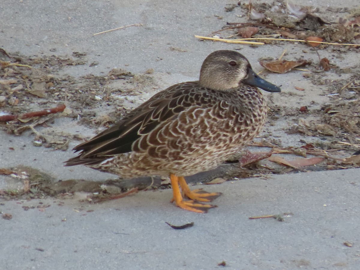 Blue-winged/Cinnamon Teal - ML623901459