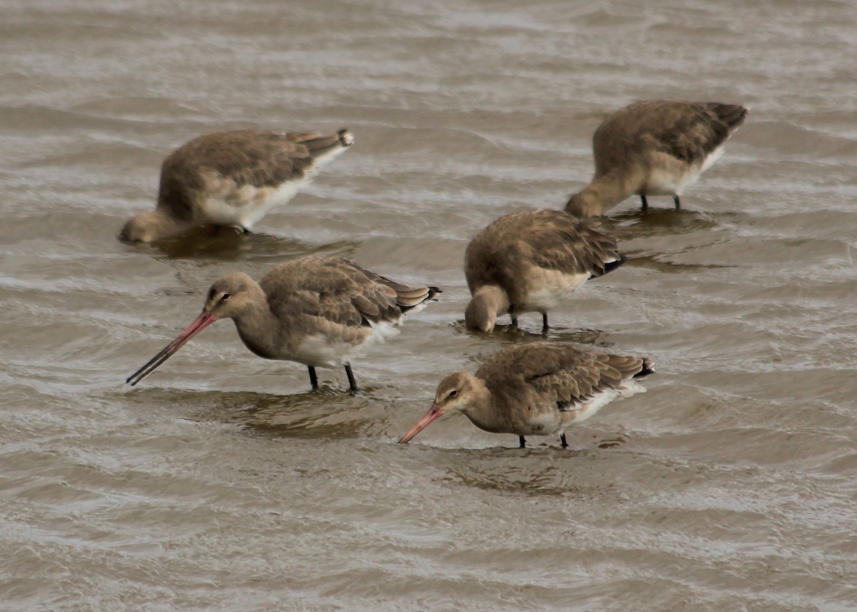 Грицик великий (підвид limosa) - ML623901464