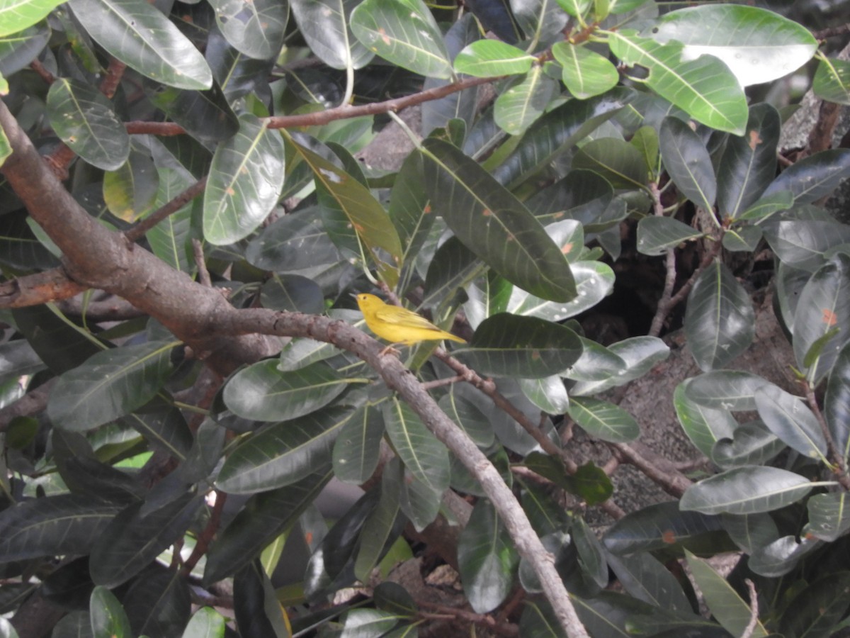 Yellow Warbler - Lance d'Ar