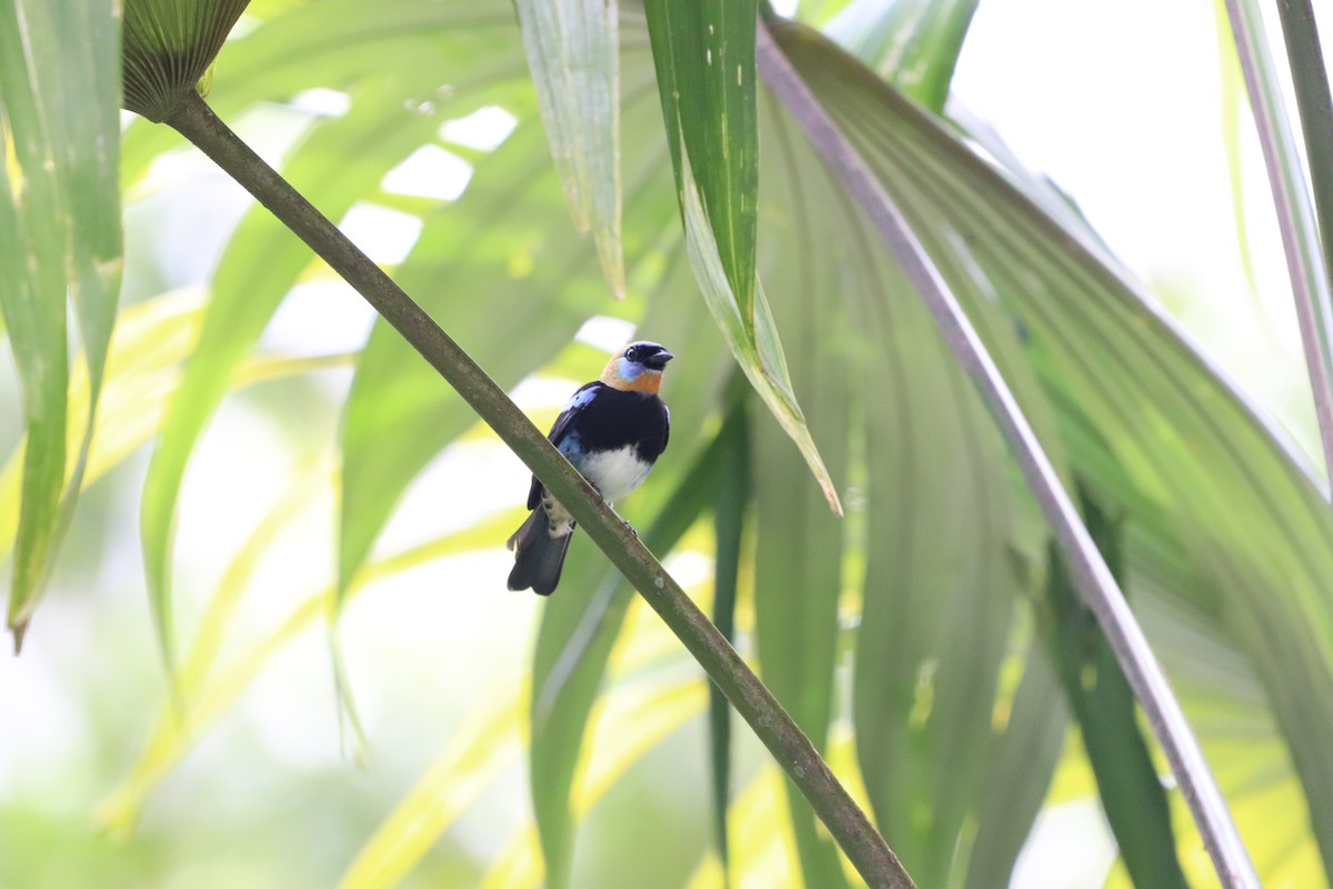 Golden-hooded Tanager - ML623901475