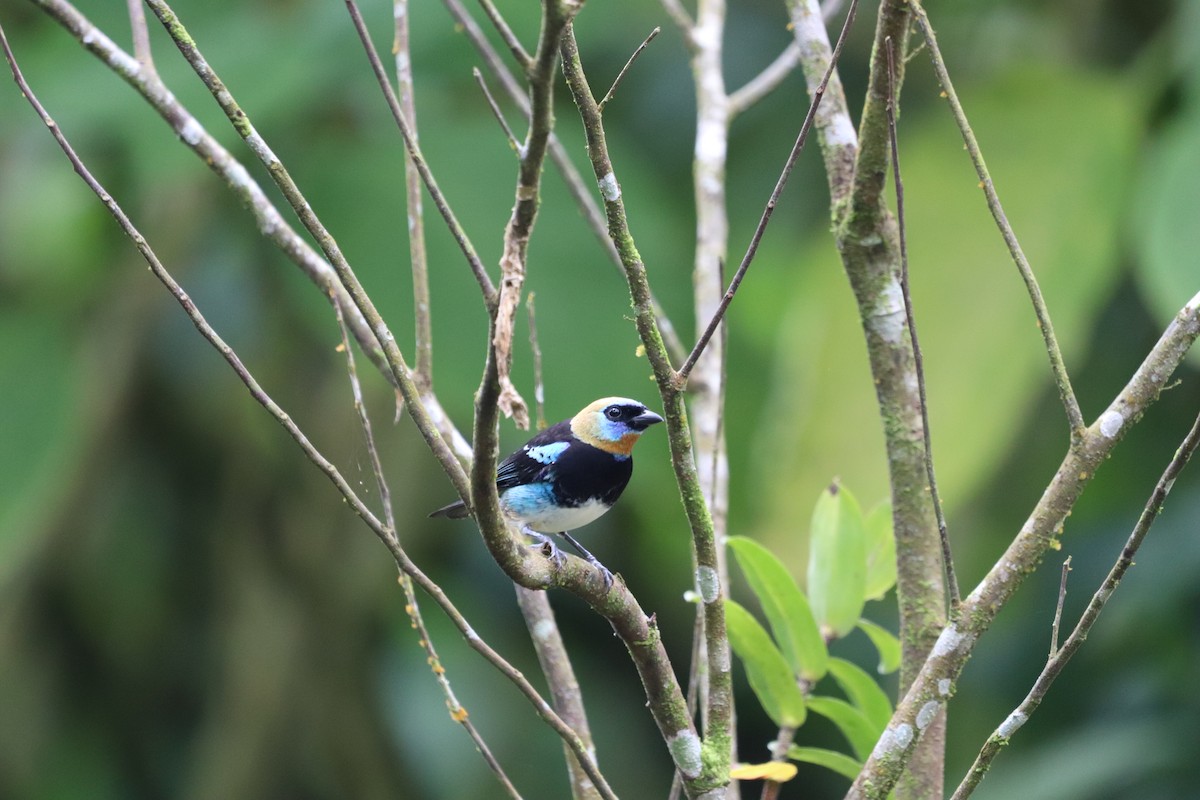 Golden-hooded Tanager - ML623901477