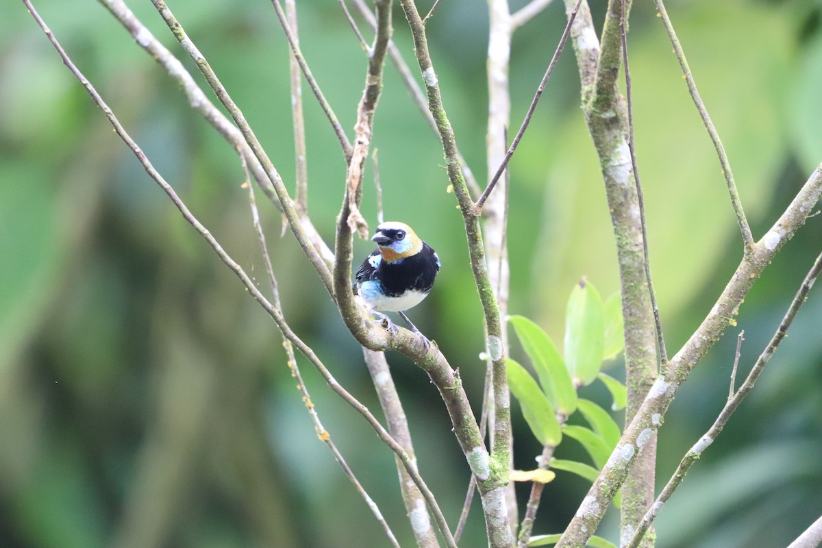 Golden-hooded Tanager - ML623901478