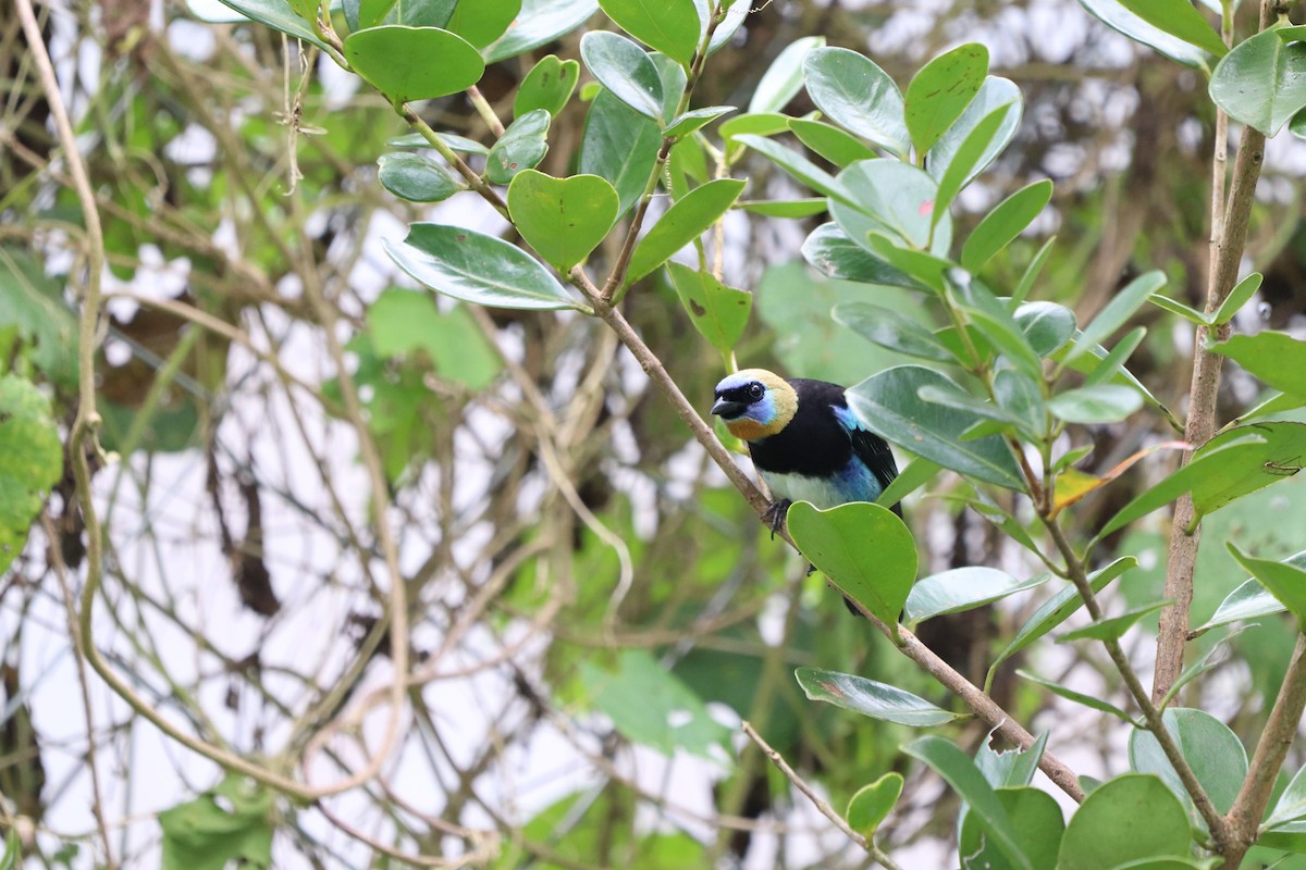 Golden-hooded Tanager - ML623901479