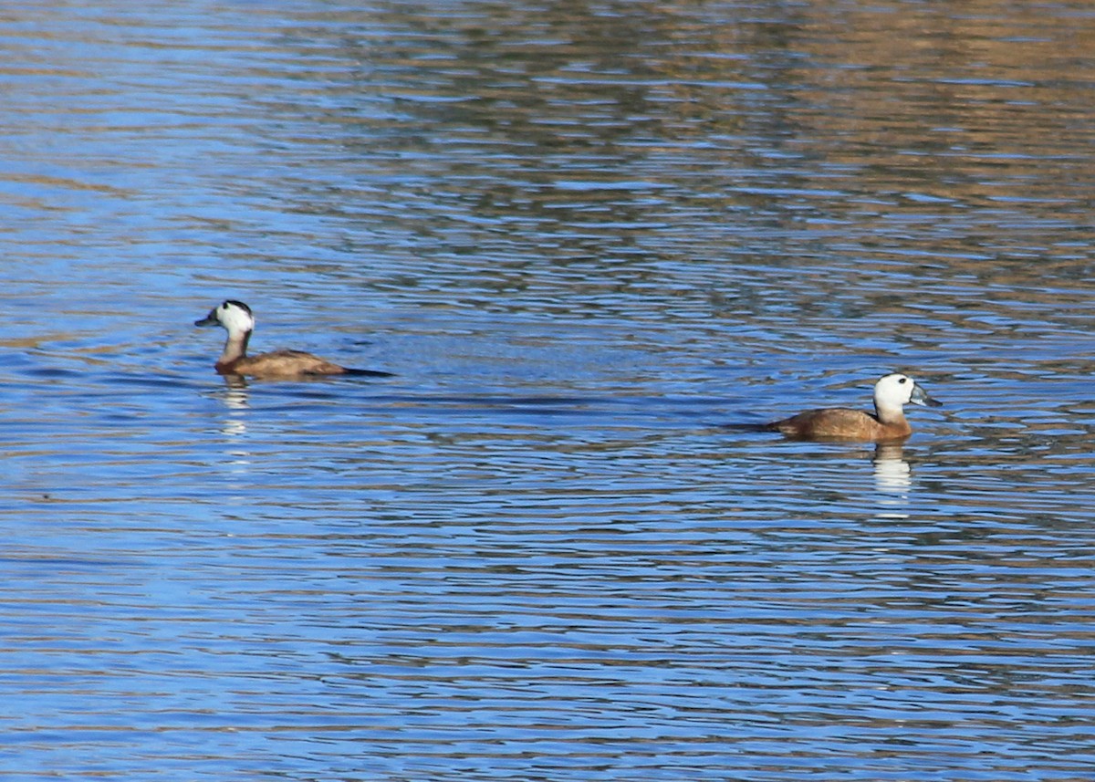 White-headed Duck - ML623901486