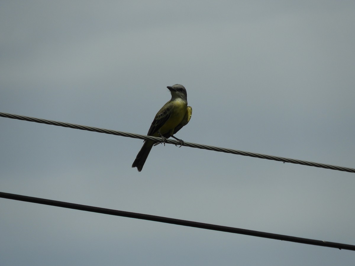 Tropical Kingbird - ML623901507