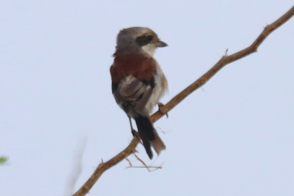 Bay-backed Shrike - ML623901513