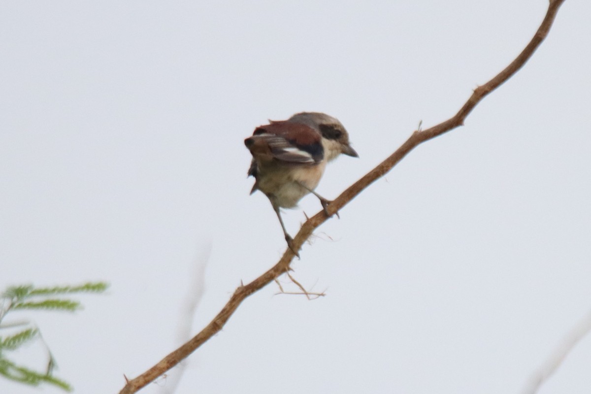 Bay-backed Shrike - ML623901514