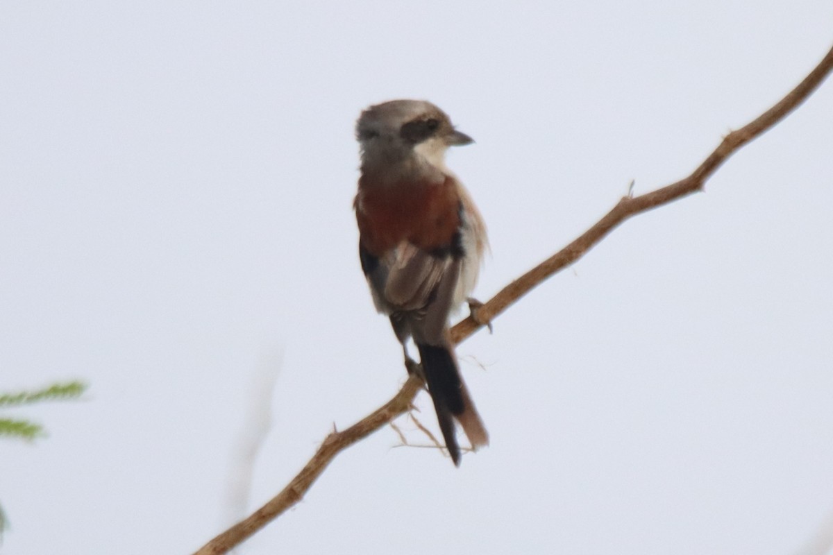 Bay-backed Shrike - ML623901515