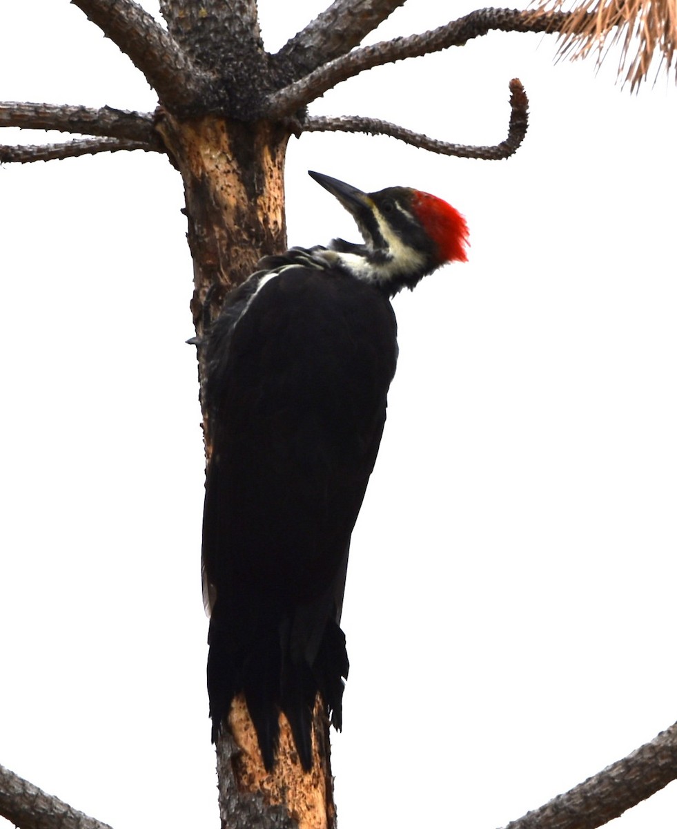 Pileated Woodpecker - ML623901524