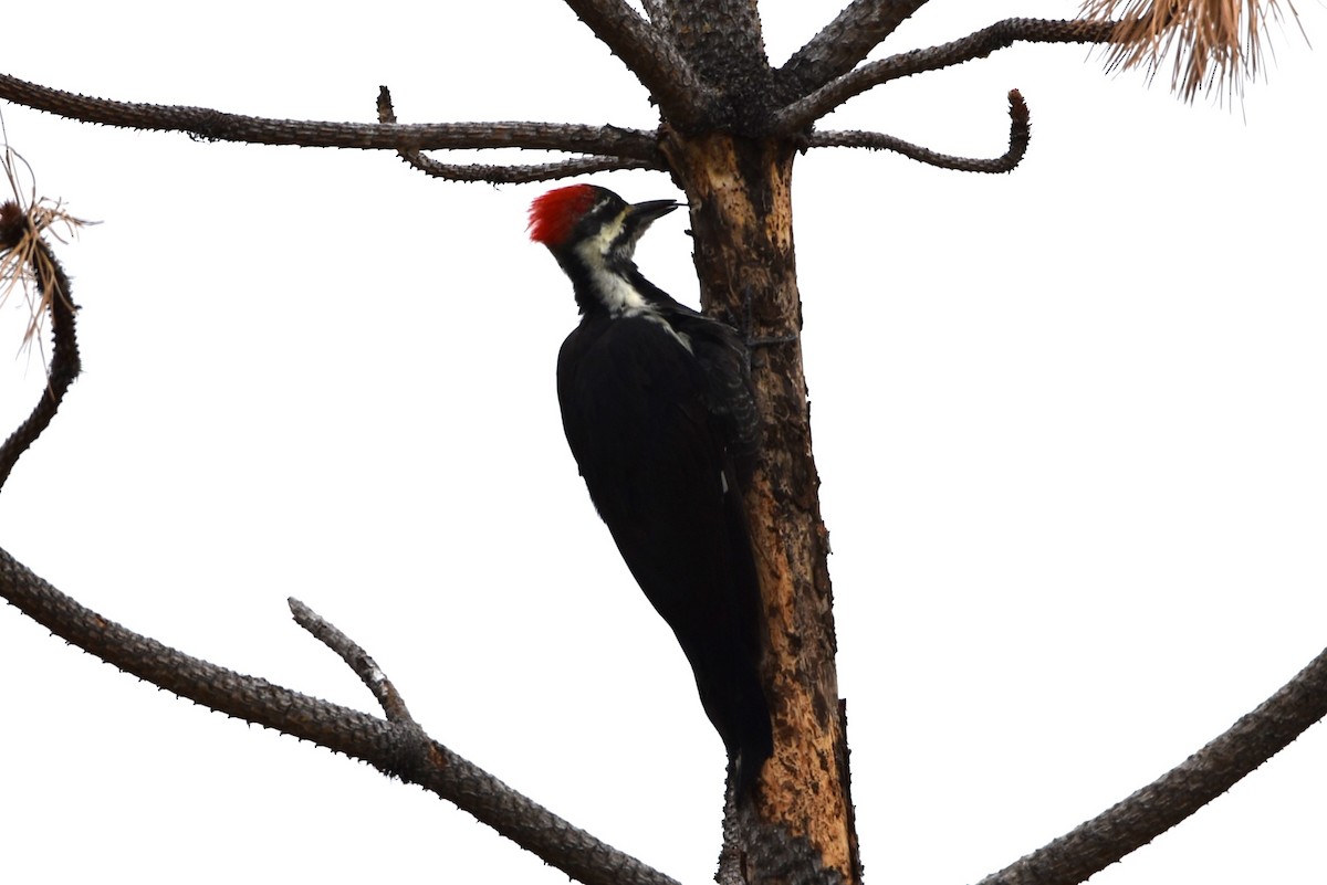 Pileated Woodpecker - ML623901526