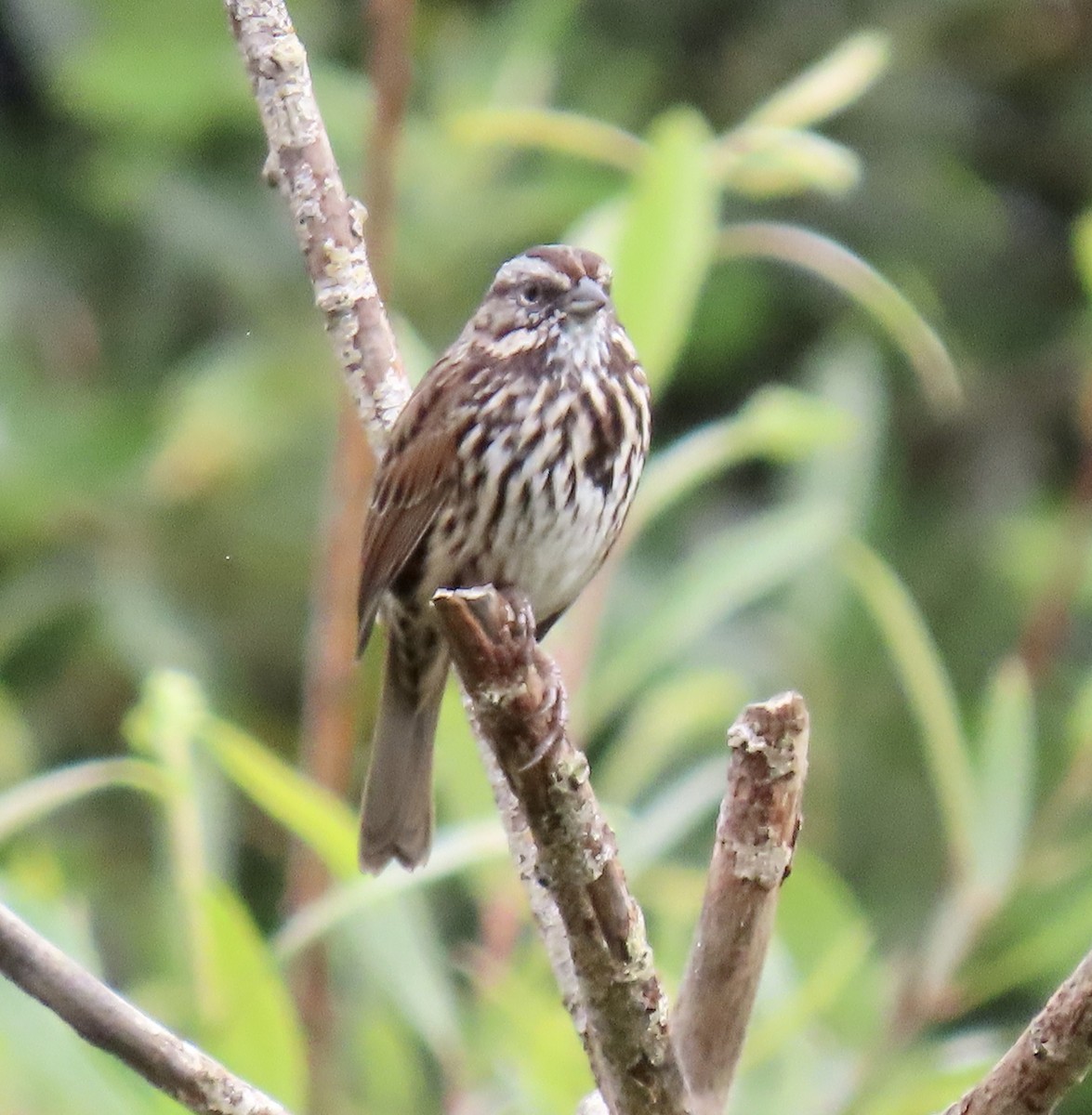 Song Sparrow - ML623901534