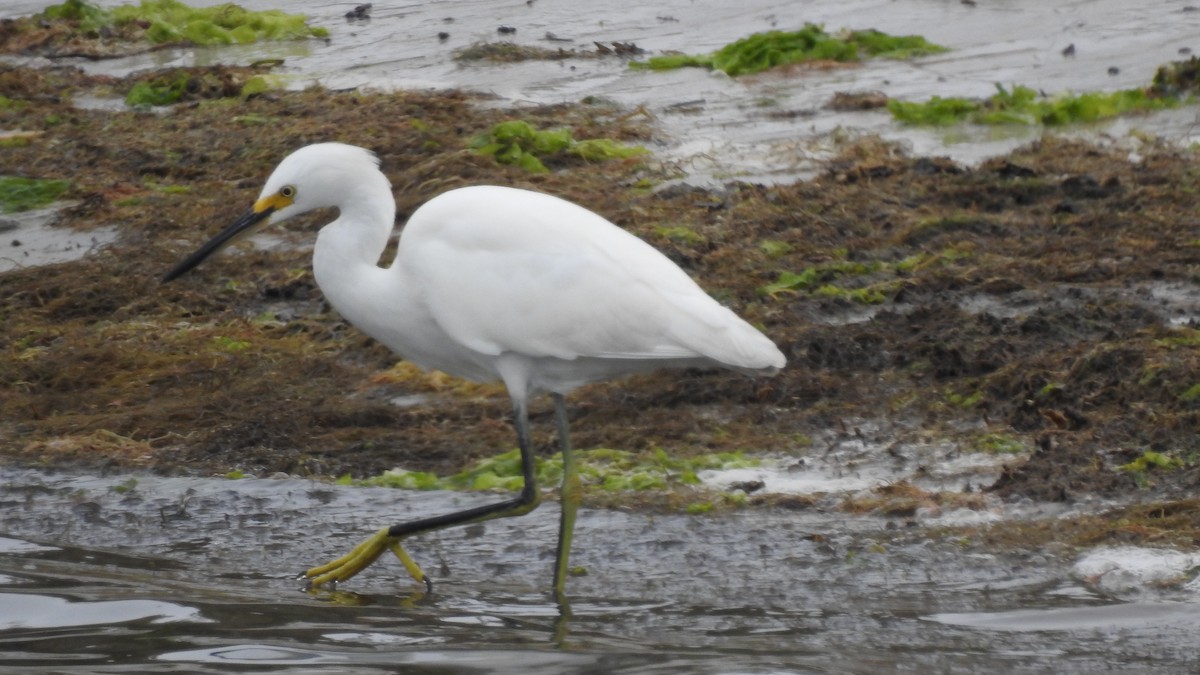 Snowy Egret - ML623901543