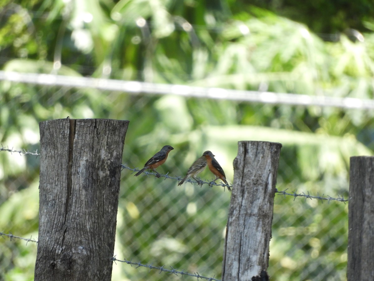 Ruddy-breasted Seedeater - ML623901548