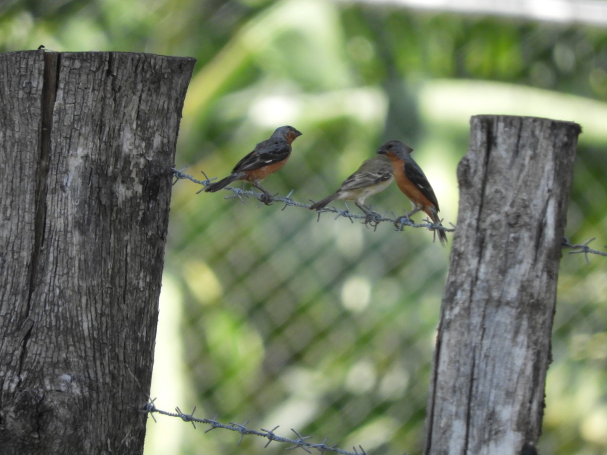 Ruddy-breasted Seedeater - ML623901549