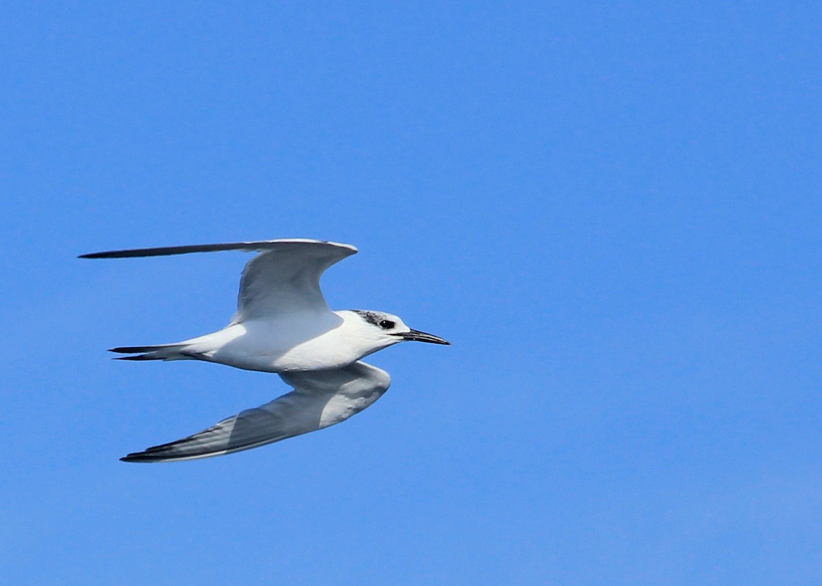 Sandwich Tern (Eurasian) - ML623901552