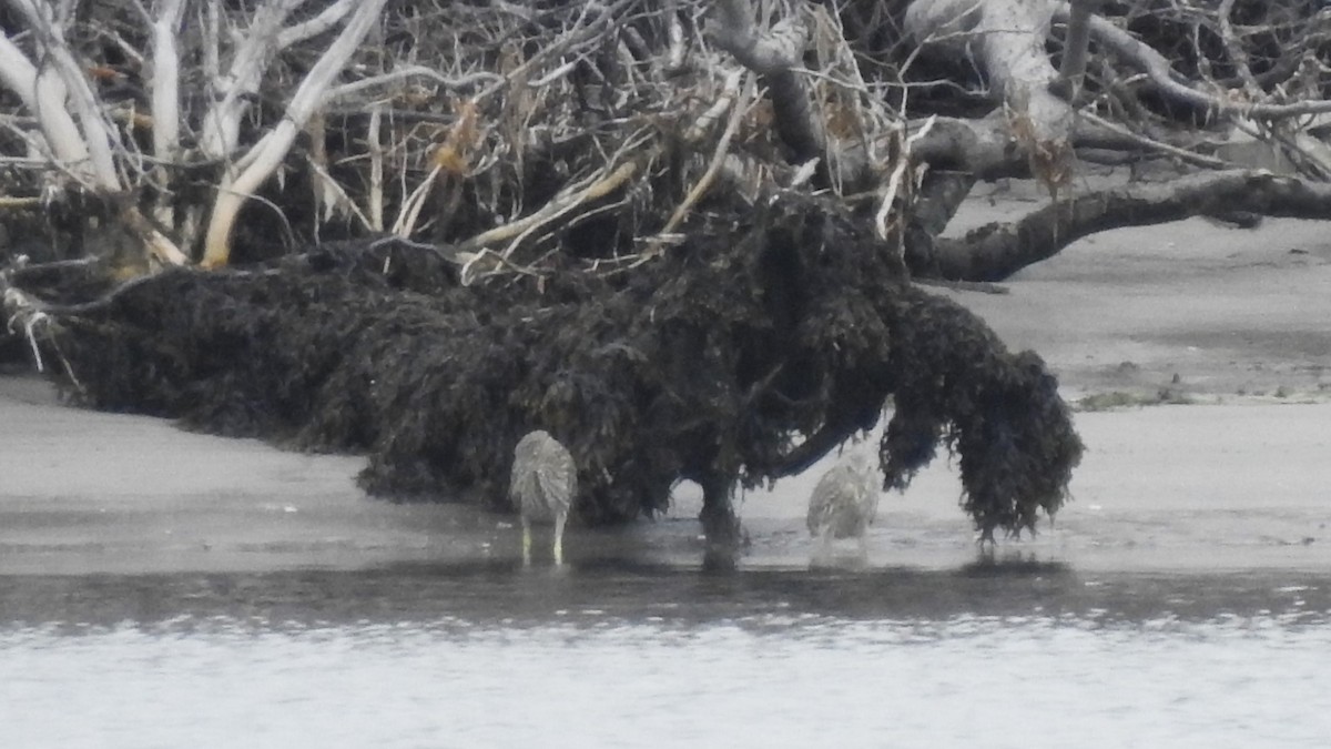 Black-crowned Night Heron - ML623901559