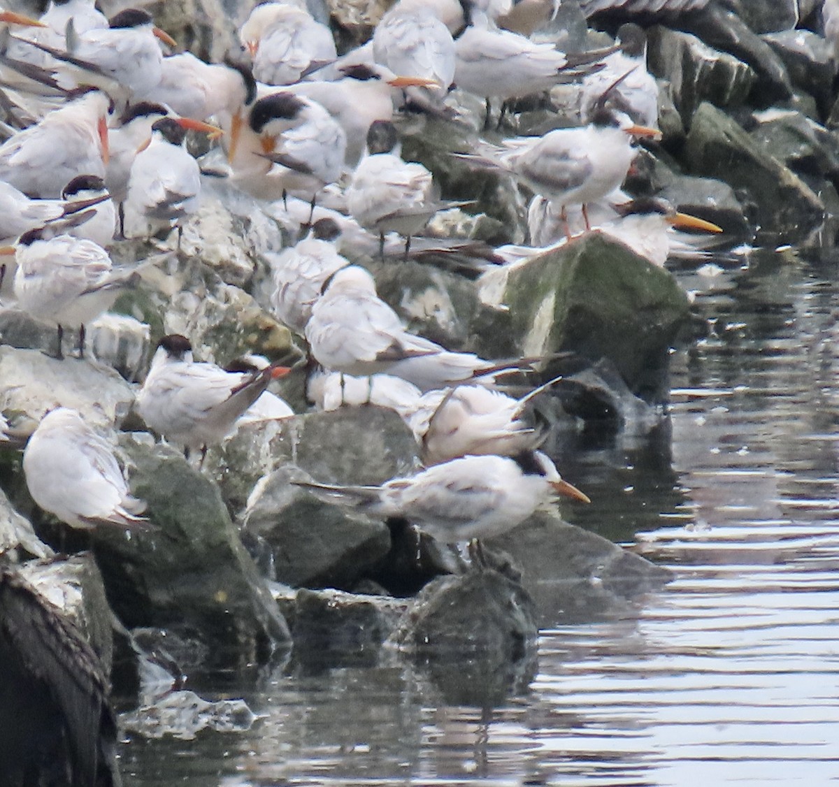 Elegant Tern - George Chrisman