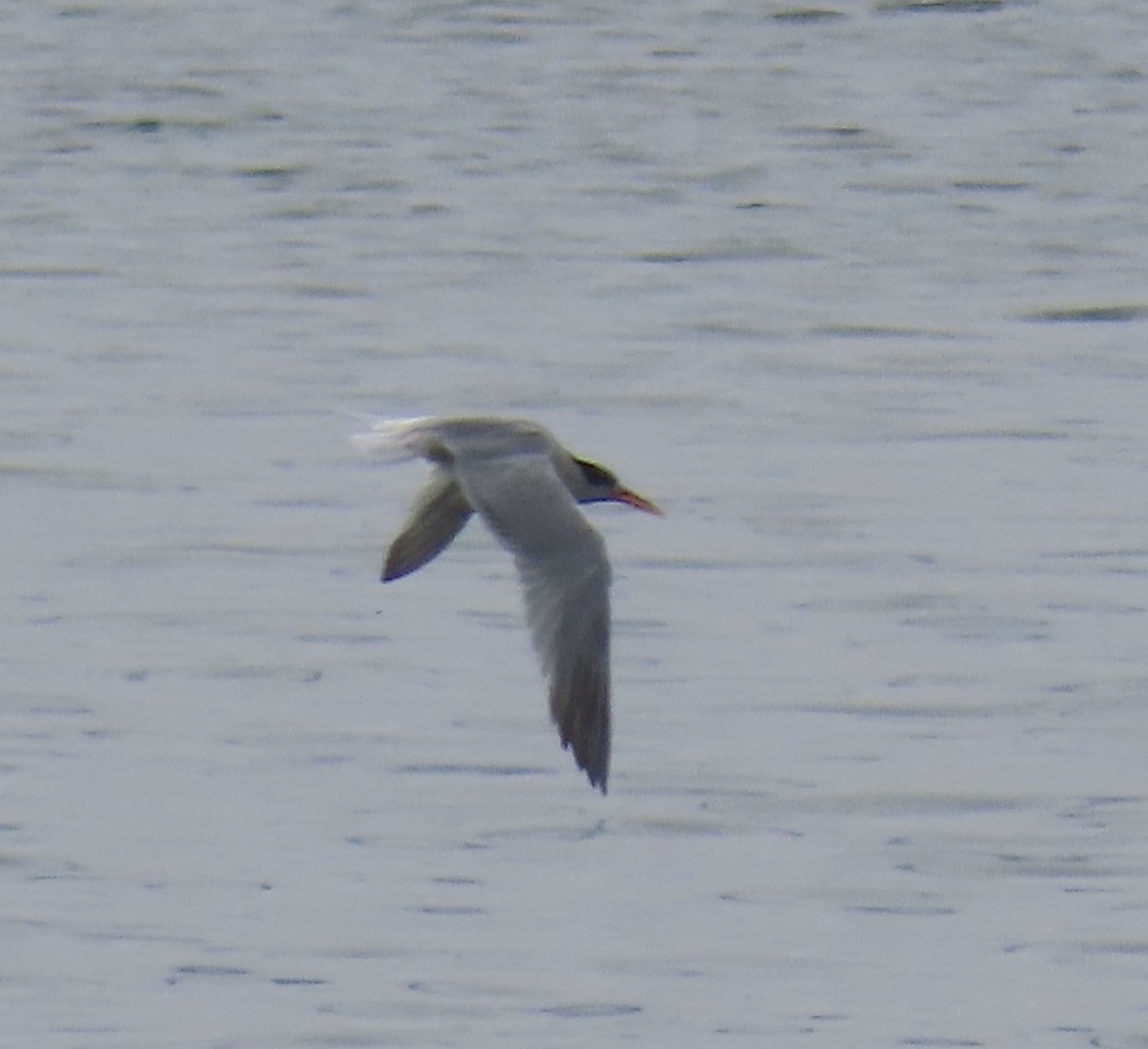 Elegant Tern - George Chrisman