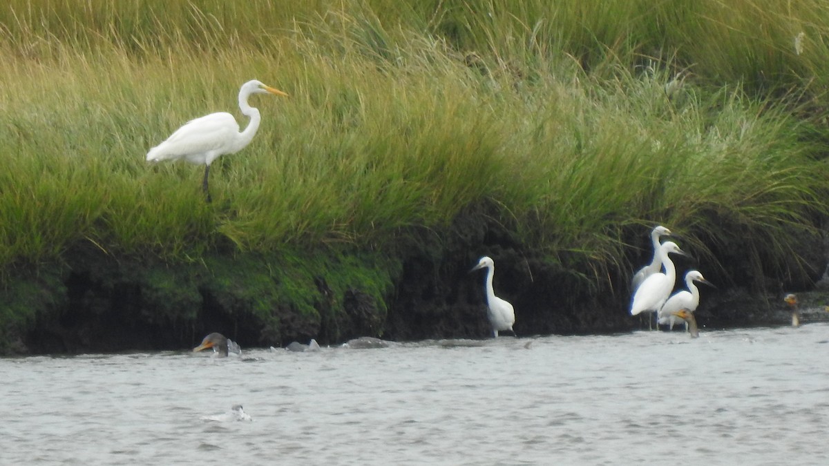 Great Egret - ML623901584