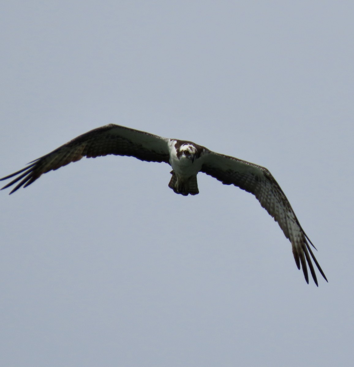 Osprey - ML623901590