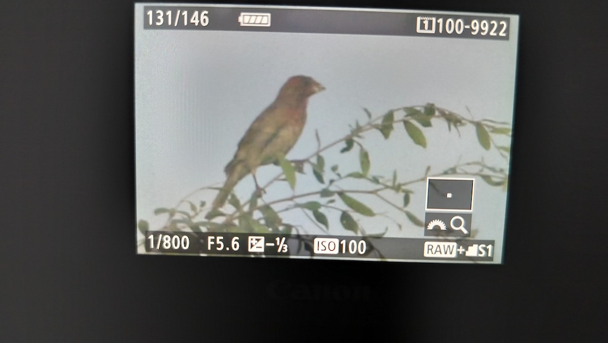 Common Rosefinch - ML623901592