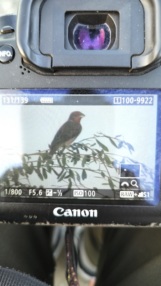 Common Rosefinch - ML623901596