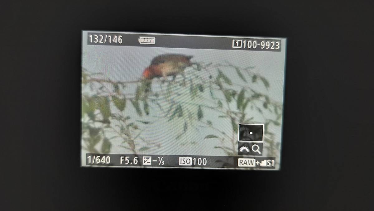 Common Rosefinch - ML623901597