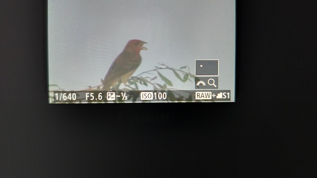 Common Rosefinch - ML623901598