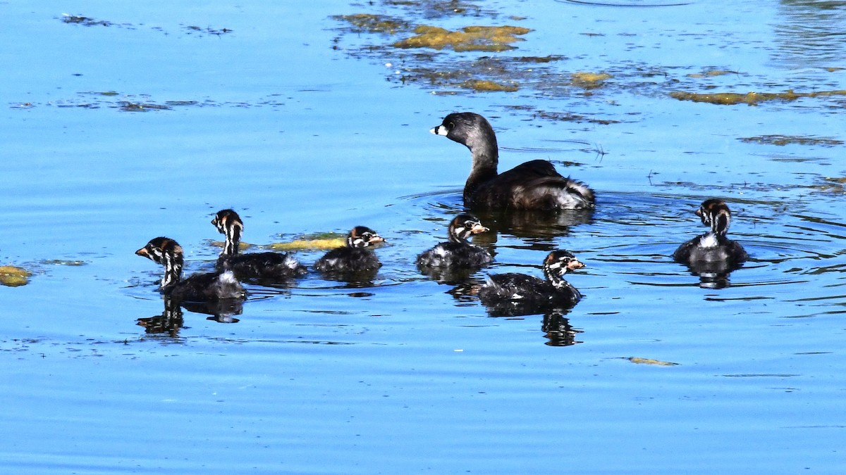 Pied-billed Grebe - ML623901606