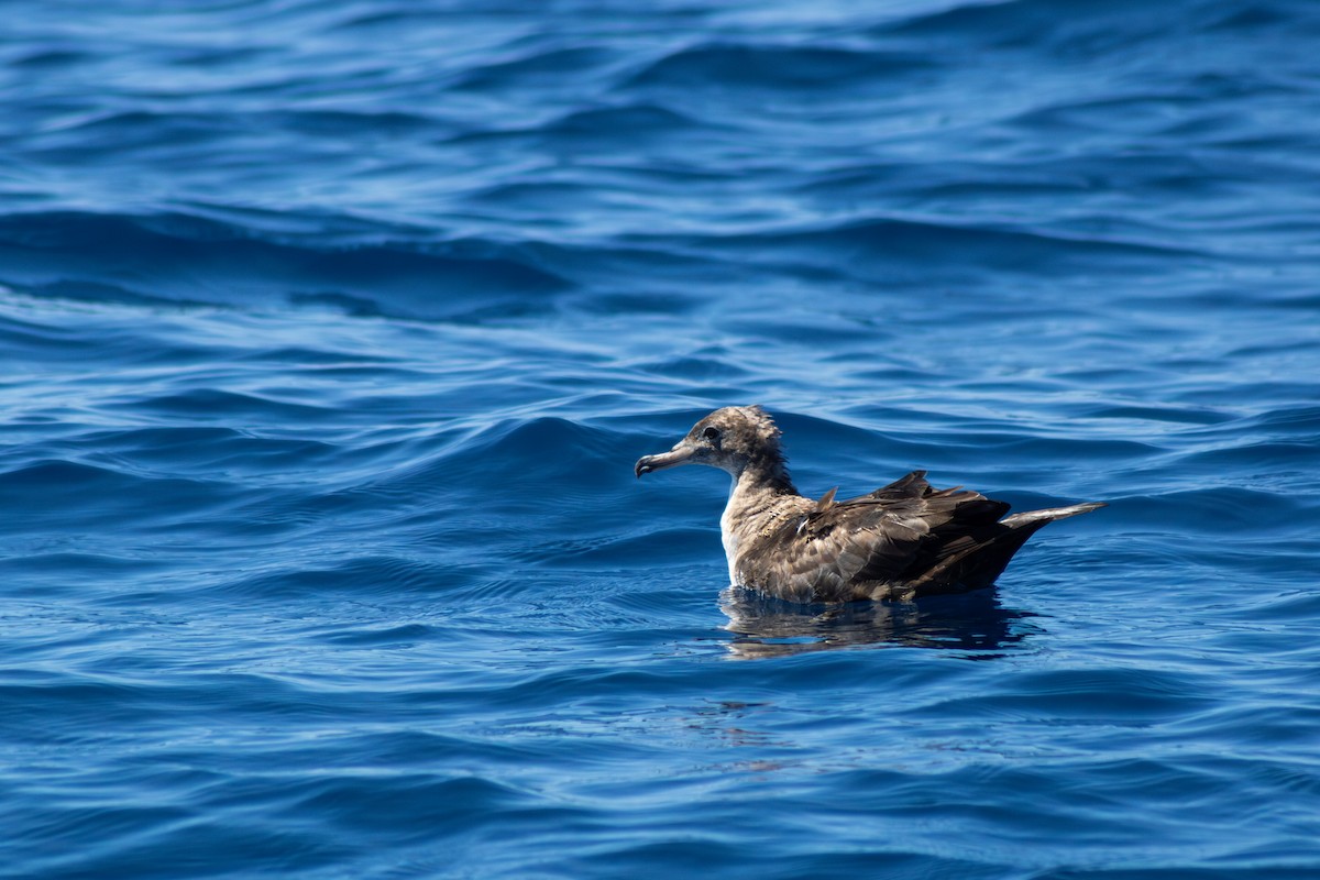 Pink-footed Shearwater - ML623901613