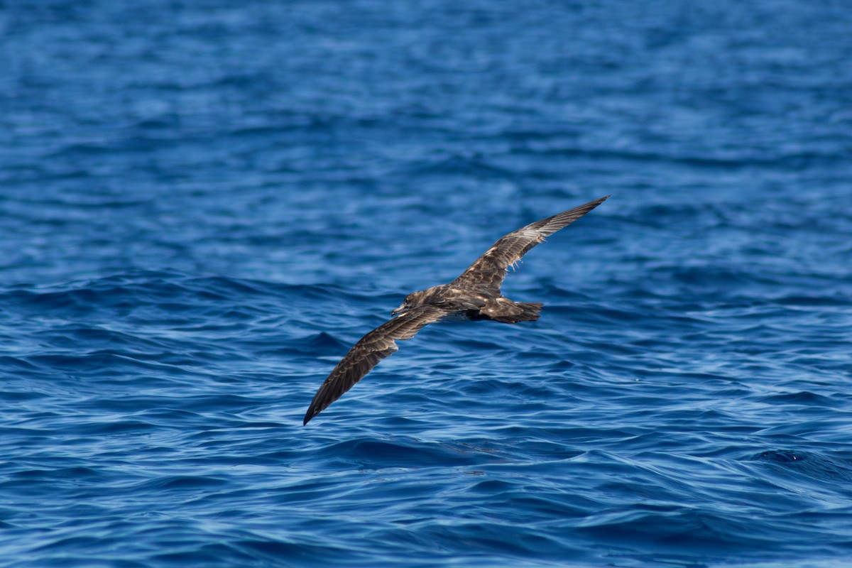 Pink-footed Shearwater - ML623901616