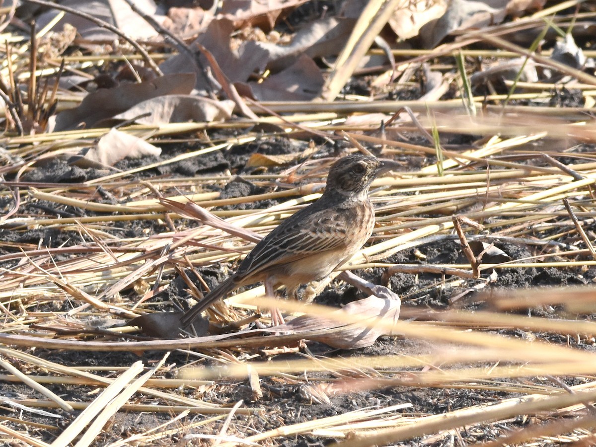 Фірлюк коричневий - ML623901628