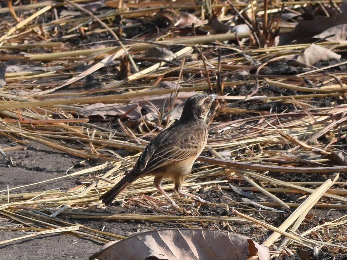 Фірлюк коричневий - ML623901630