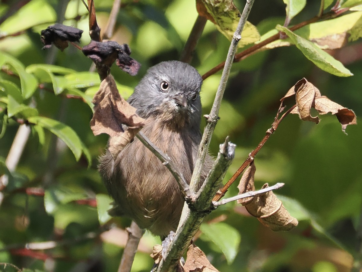 Wrentit - ML623901692