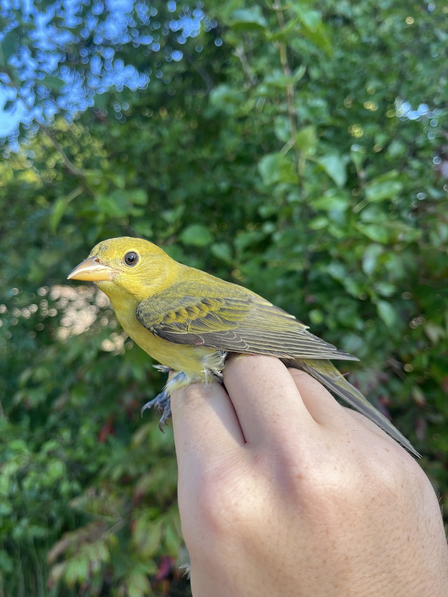 Scarlet Tanager - ML623901754