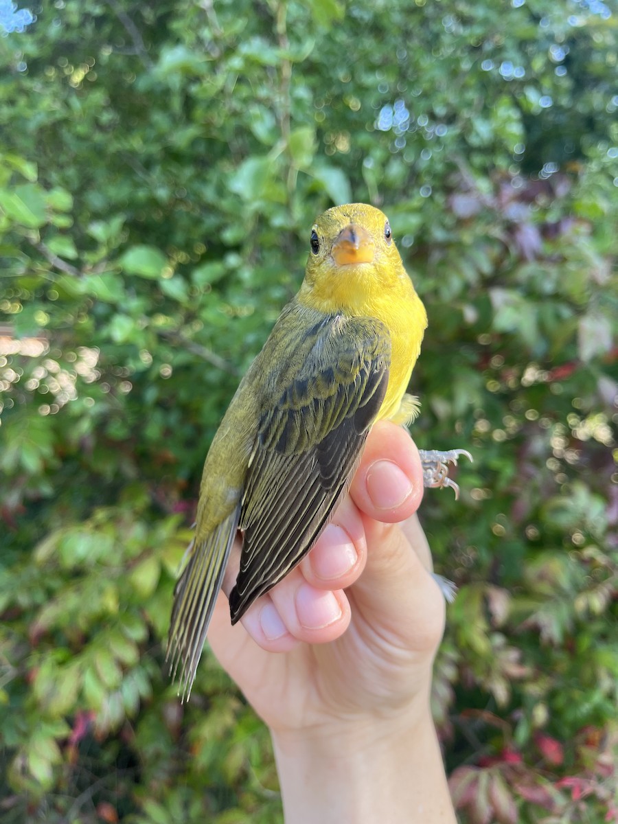 Scarlet Tanager - ML623901755