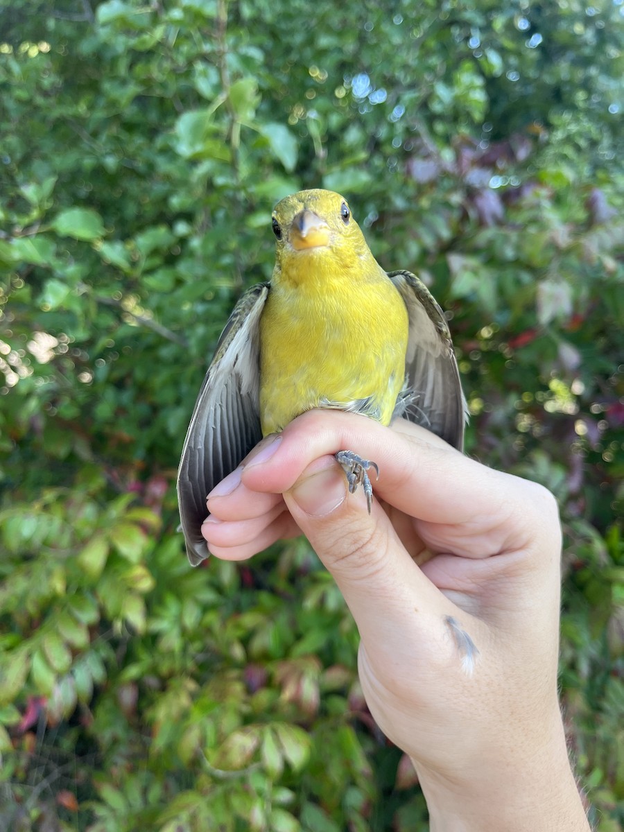 Scarlet Tanager - ML623901756