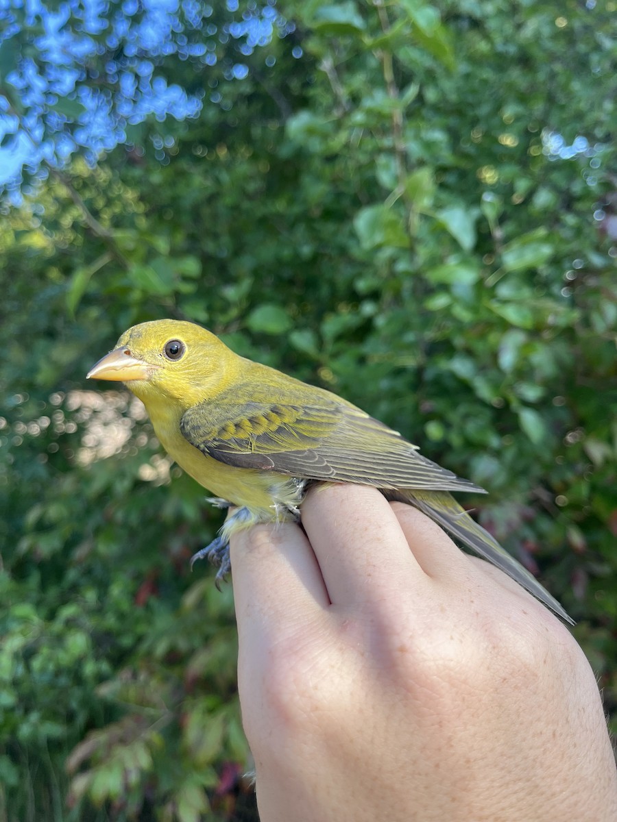 Scarlet Tanager - ML623901757