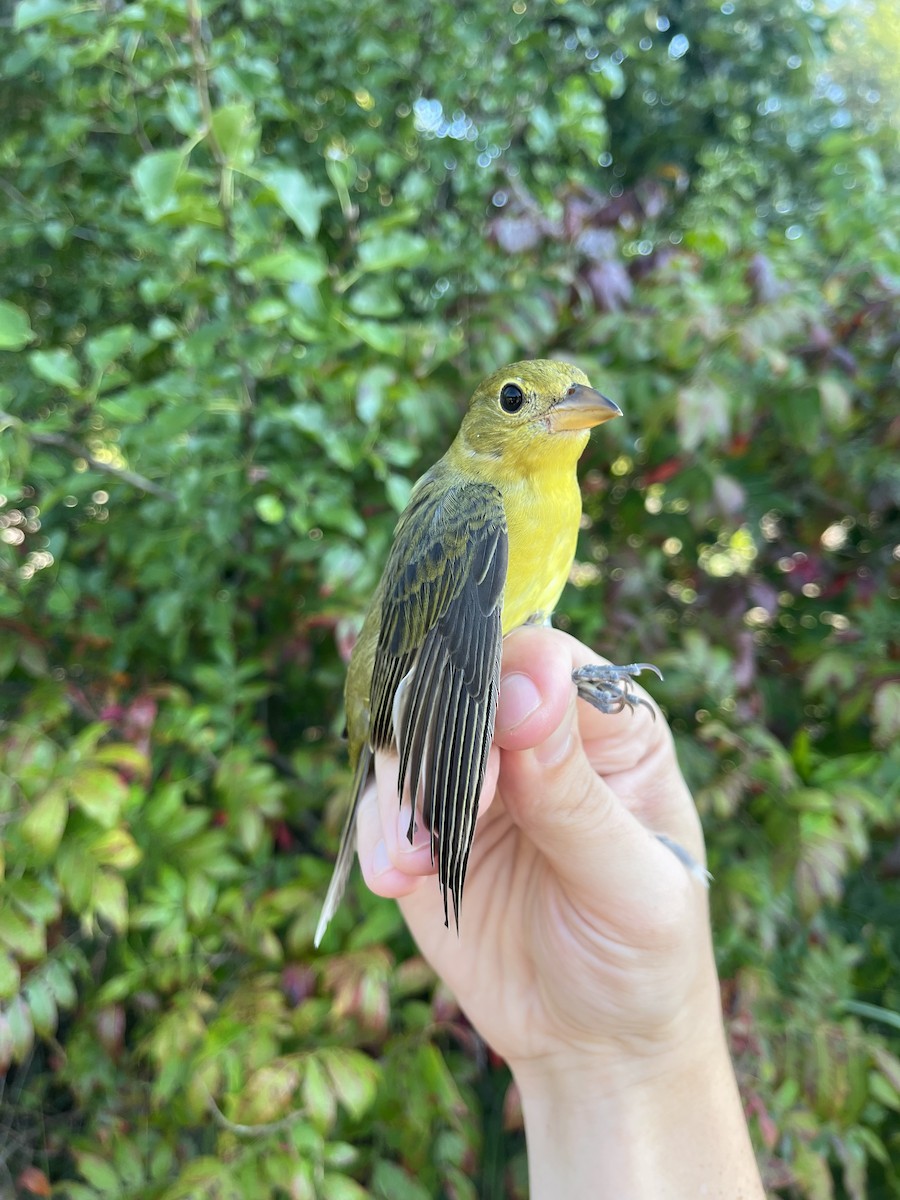 Scarlet Tanager - ML623901758