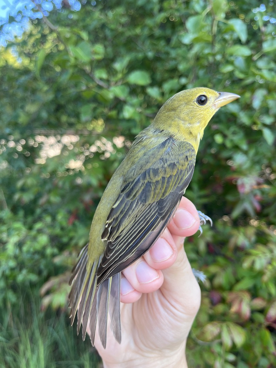 Scarlet Tanager - ML623901759
