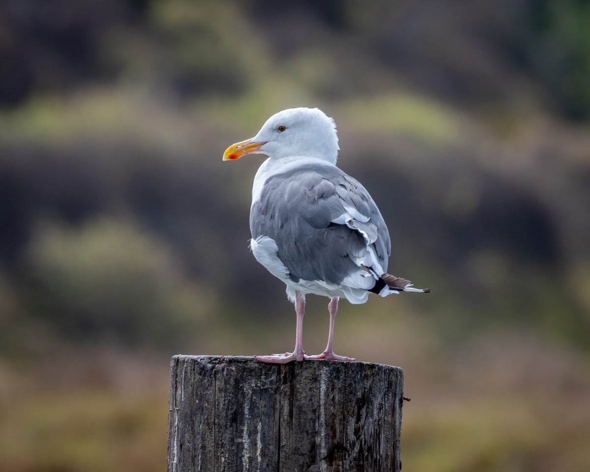 Western Gull - ML623901772