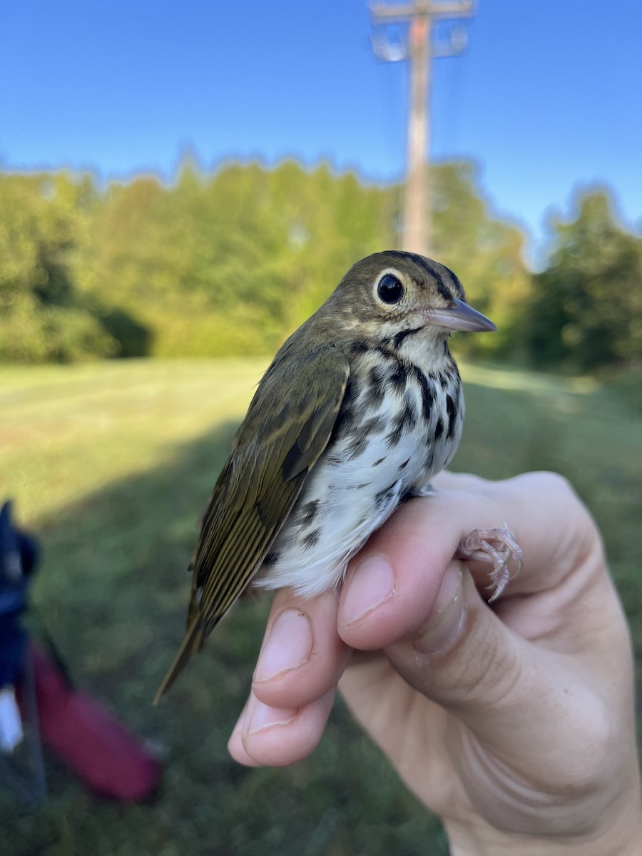 Ovenbird - ML623901803